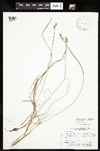 Carex siccata image
