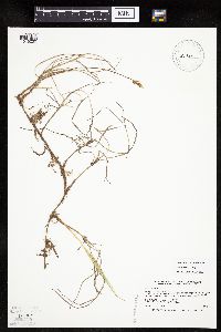 Carex siccata image