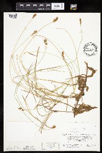 Carex siccata image