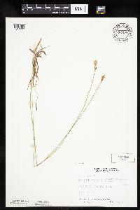 Carex siccata image