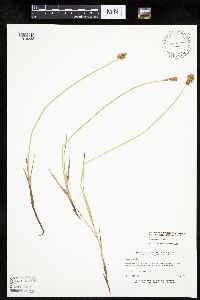 Carex siccata image