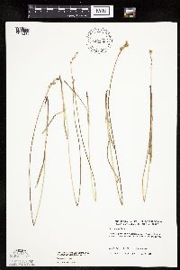 Carex siccata image