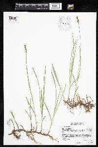 Carex siccata image