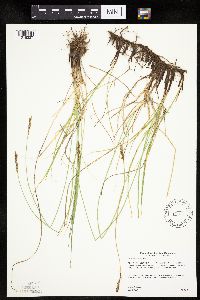 Carex siccata image