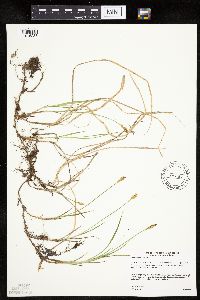 Carex siccata image
