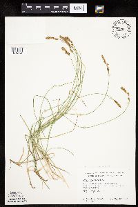 Carex siccata image