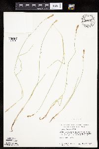 thumbnail image of current specimen