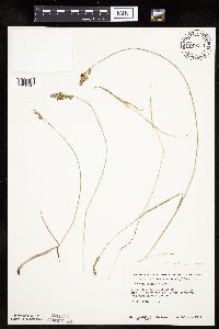 Carex siccata image