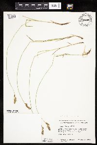 thumbnail image of current specimen