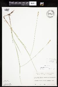 Carex siccata image