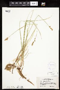 Carex siccata image