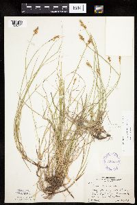 Carex siccata image