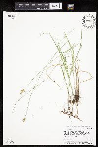 Carex siccata image