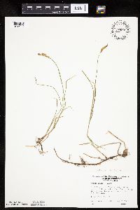 Carex siccata image