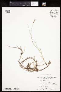Carex siccata image