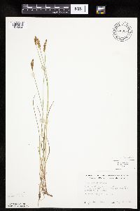 Carex siccata image