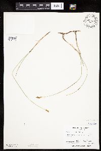 Carex siccata image