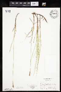 Carex siccata image