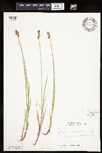 Carex siccata image