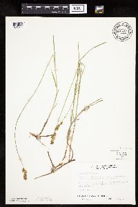 Carex siccata image