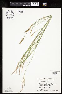 Carex siccata image