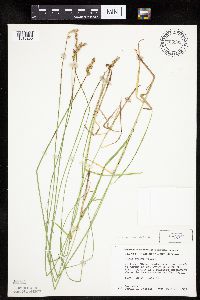 Carex siccata image