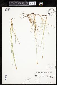 Carex siccata image