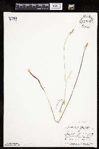 Carex siccata image
