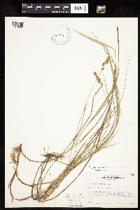 Carex siccata image