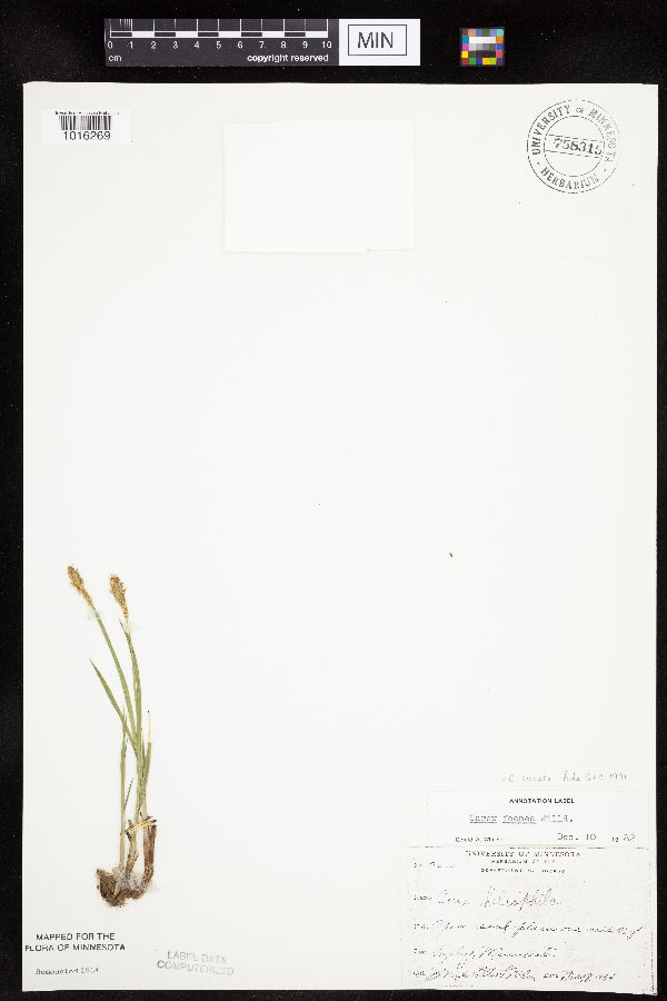 Carex siccata image