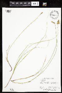 Carex siccata image
