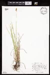 Carex siccata image