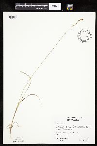 Carex siccata image