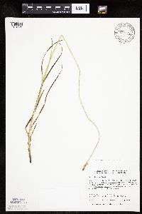 Carex siccata image