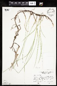 Carex siccata image