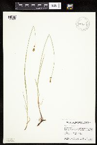 Carex siccata image