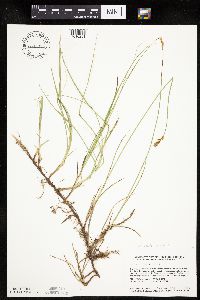 Carex siccata image