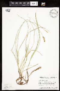 Carex siccata image