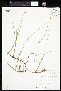 Carex siccata image