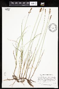 Carex siccata image