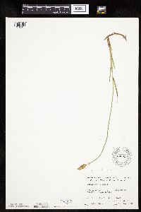 thumbnail image of current specimen