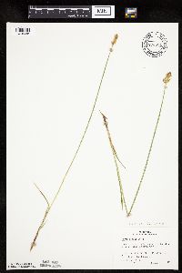 Carex siccata image