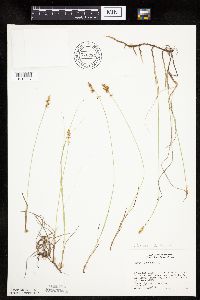 Carex siccata image