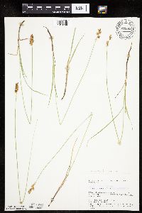 Carex siccata image