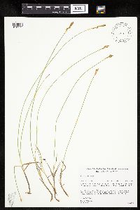 Carex siccata image