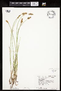 Carex siccata image