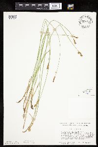Carex siccata image