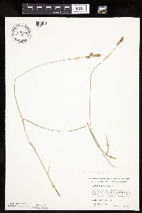Carex siccata image