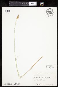 Carex siccata image