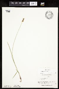 Carex siccata image